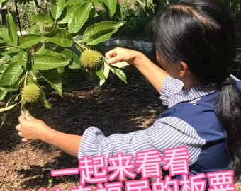 大红袍板栗树苗（Chinese Big Red Robe Chestnut Tree Grafted）