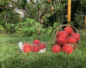 Peach Grafting Scions 2×5in • BaiFeng, HuJing, LateWinter, White Lady •