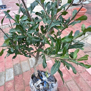 May include: A young tree with a slender, light brown trunk and numerous branches covered in dark green, elongated, pointed leaves. The base of the tree is encased in a clear plastic bag, secured with tape, containing the root ball and soil.