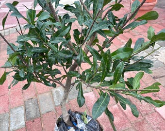 Live Chinese Bayberry Tree (Yangmei) Pre-Order – Dongkui / Black Charcoal / Crystal / Wangzi Anhai –Grafted Myrica Rubra Plant 1-4 Years Old