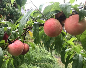 Yanshan Peach/White phoenix peach tree白风水蜜桃