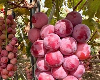 尼娜皇后葡萄苗Nina Grape Vine – Bare Root