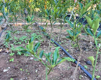 Rong’an Kumquat 1-year grafting – 2nd Gen Crispy, 3rd Gen Crispy-Honey, 4th Gen Big-Leaf Smooth • 融安金桔苗｜2 代脆皮·3 代脆蜜·4 代大叶滑皮