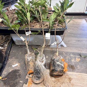May include: Three young saplings with green leaves and thin woody stems. The root balls are wrapped in clear plastic film with orange tape. Each plant features a small white rectangular tag with text, including "Dong", "Black", and Chinese characters.
