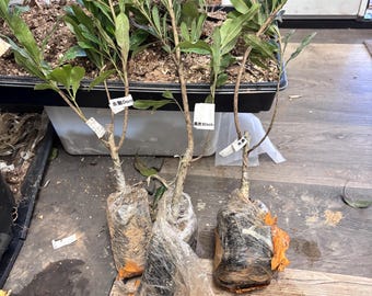 Live Chinese Bayberry Tree (Yangmei) Pre-Order – Dongkui / Black Charcoal / Crystal / Wangzi Anhai –Grafted Myrica Rubra Plant 1-4 Years Old