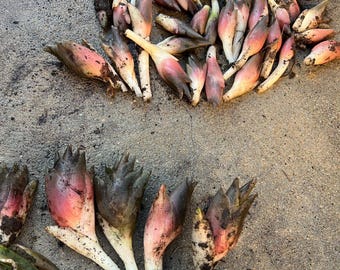 Myoga Ginger Roots (Zingiber mioga) .– Hardy Perennial Ginger Rhizomes – Edible & Ornamental Shade Garden Plant