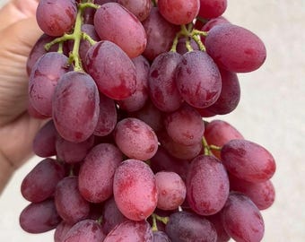 Live Crimson Seedless Grape Vine Bare Root – Red Seedless Table Grapes 克伦生葡萄苗