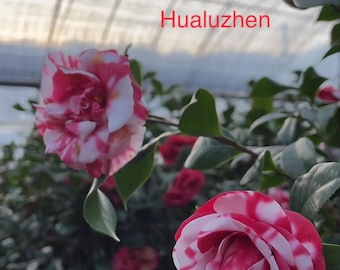Multiple Varieties of Camellias:Five colors   /Two colors  /Eastern light /Red illusion Camelia /Hualuzhen Camelia /High Fragrance Camelia