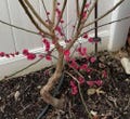 朱砂梅花和乌羽玉(乌梅)梅花盆景Zhu-Sha Plum Bonsai  & Raven-Wing • Grafted Old