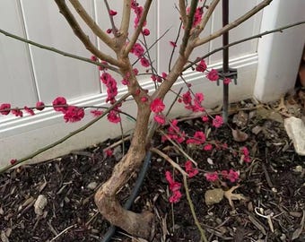 朱砂梅花和乌羽玉(乌梅)梅花盆景Zhu-Sha Plum Bonsai  & Raven-Wing • Grafted Old