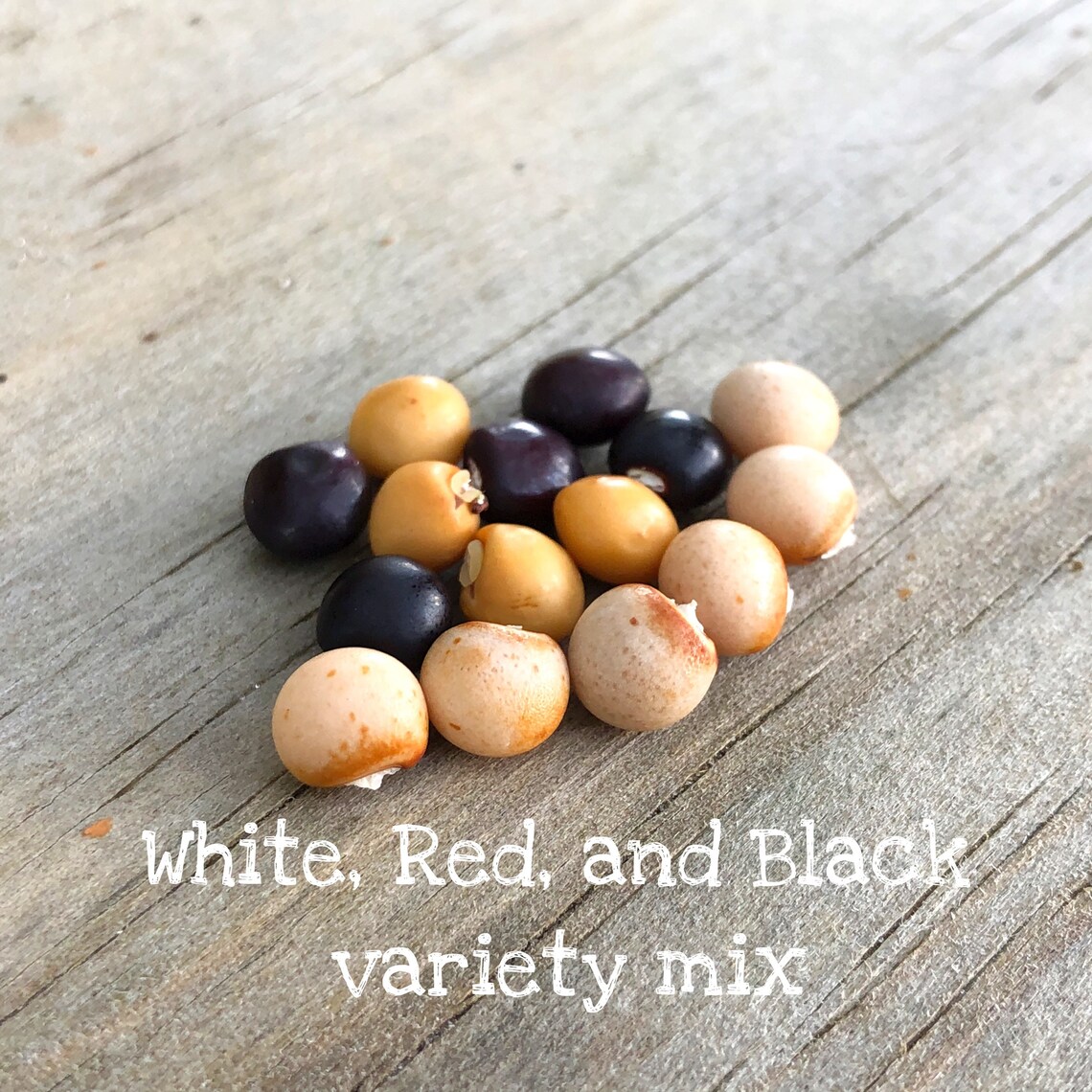 Pigeon Pea Seeds Variety Mix Organically Grown Etsy