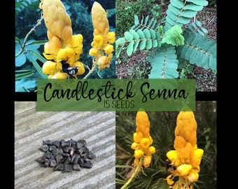 candlestick Cassia/Senna alata 25 seeds candlestick Cassia/Senna alata 25 seeds