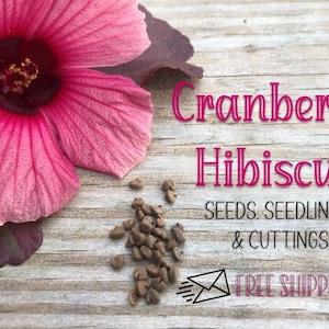 Organic Cranberry Hibiscus Seeds seedlings or Cuttings (Hibiscus acetosella) *Free Shipping*