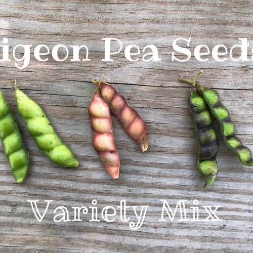 Pigeon Pea Seeds Variety Mix Organically Grown FREE SHIPPING