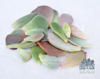 20 Different Succulent Leaves: Proudly Canadian Grown - Bundle Variety of Echeveria, Graptopetalum, Sedeveria, Graptoveria, Graptosedum