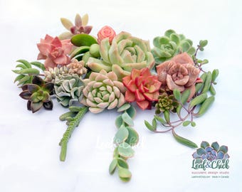 Canadian Succulent Cuttings, start your own succulent collection with 18 different clippings, healthy, colourful live plants grown in Canada