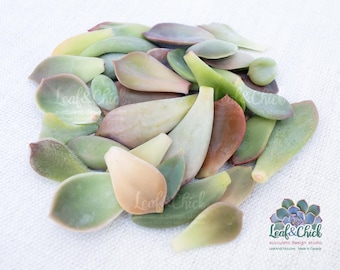35+ Succulent Leaf Propagation Bundle, pack of assorted leaves for Canadians, great variety from my personal collection grown in Ontario