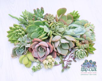 24 Succulent Cuttings, live succulent clippings, a colourful variety ready to plant, Canadian grown from my personal garden