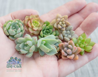 Mini Rosette Succulent Cuttings, 10 small live plants, Canadian grown, fresh clippings perfect for fairy gardens or small arrangements