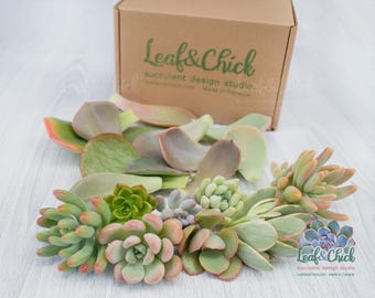Succulent Lovers Combo, Set of 12 Leaves & 8 Cuttings - Canadian Grown, propagate succulent leaves and plant an arrangement