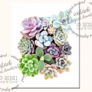 Bold succulent art in a vertical arrangement | print & frame your own succulent art | original botanical photography | affordable decor
