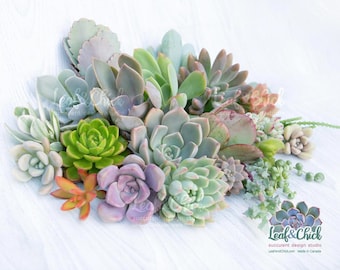 Canadian Succulent Cuttings, start your own succulent collection with healthy clippings, colourful live plants grown in Canada