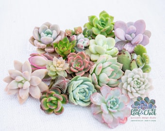 18+ Succulent Cuttings Variety Bundle: live plants, Canadian grown, ready to plant healthy clippings, Echeveria, Crassula, Graptoveria etc