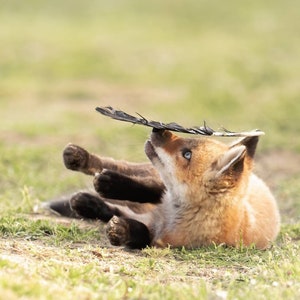 Red Fox Kit and Raven Feather Wildlife Print | Fox and Crow Photography Art | Cute Nature Decor | Available on Paper, Canvas, or Metal