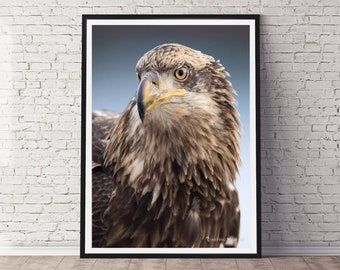 Bald Eagle Photo: Alaskan Wildlife Art, Patriotic Wall Decor