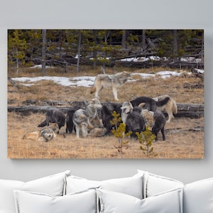 WILDLIFE PHOTOGRAPHY PRINT - Nature Photo Hayden Valley Wolves Yellowstone National Park - Fine Art  Print