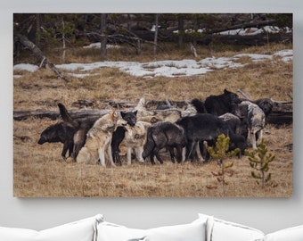 WILDLIFE PHOTOGRAPHY PRINT, Nature Photo Art, Wolves Reunited - Hayden Valley Yellowstone National Park, Wolf Fine Art, Canvas, Metal, Paper