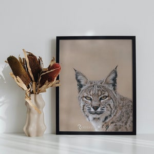 Desert Bobcat Portrait, Big Cat Print, Southern Arizona Art, Powerful Wildlife Art, Tucson gifts, Cute Cat Photo