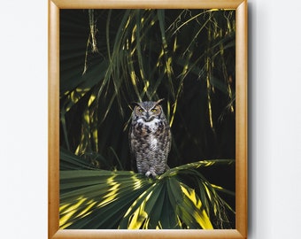 Great Horned Owl Photography Print – Arizona Wildlife Art