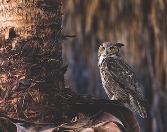 Great Horned Owl Print | Arizona Wildlife Photography, Wall Art