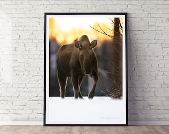 Alaskan Bull Moose Photo Print: Wildlife Nature Wall Art