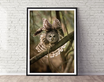 Barred Owl Print: Wildlife Photography Wall Decor
