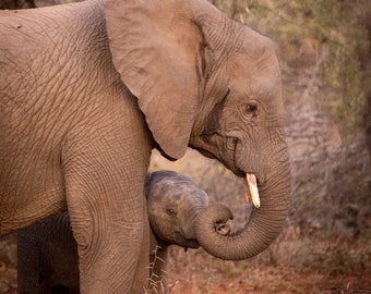 NATURE PHOTO PRINT, Wildlife Photography Art, Mother African Elephant showing her bond with baby, Animal Picture Print, Canvas, Metal, Paper