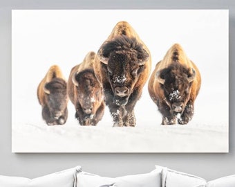 May include: Three brown bison walking in a snowy field. The bison are facing the camera and are in a line. The bison in the front is the largest and has its head lowered. The bison in the back are smaller and have their heads raised.