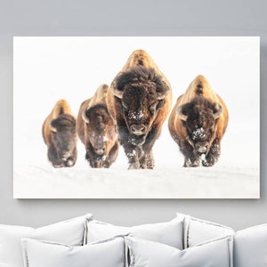 Wildlife Photography Bison Print on Photo Paper, Canvas, or Metal - Yellowstone Park Wall Art