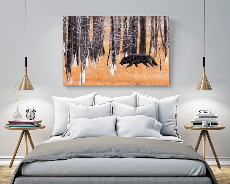May include: A black wolf runs through a snowy forest with bare trees. The wolf is in the middle of the image, running to the right. The forest is in the background, with snow on the ground and trees.