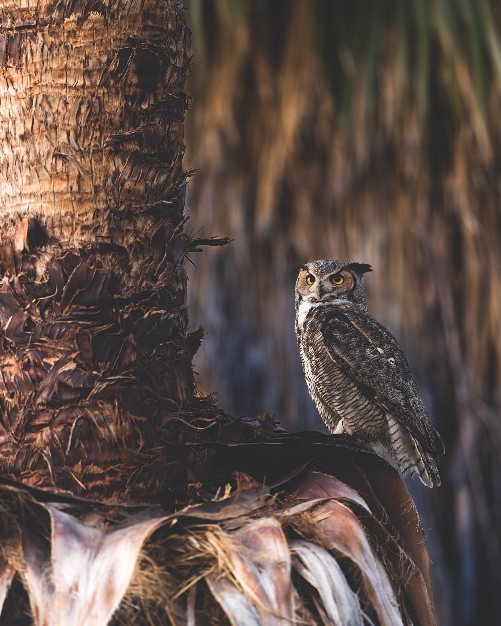 Great Horned Owl Print | Arizona Wildlife Photography, Wall Art