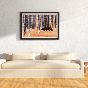 May include: A framed photograph of a black wolf running through a forest of white birch trees. The wolf is in the middle of the image, running towards the right side of the frame. The trees are in the background, and the ground is covered in fallen leaves.