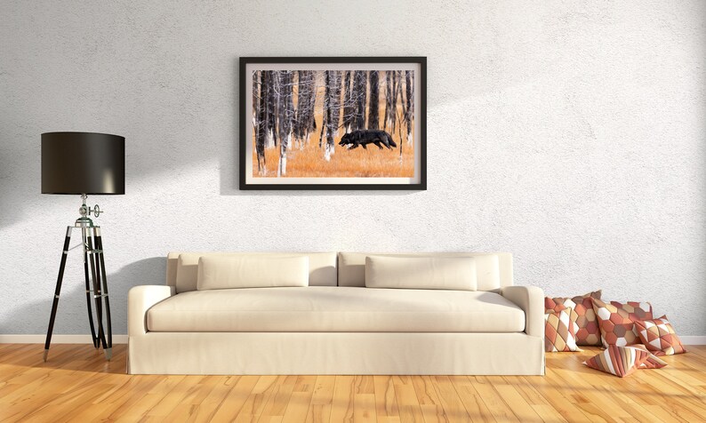 May include: A framed photograph of a black wolf running through a forest of white birch trees. The wolf is in the middle of the image, running towards the right side of the frame. The trees are in the background, and the ground is covered in fallen leaves.