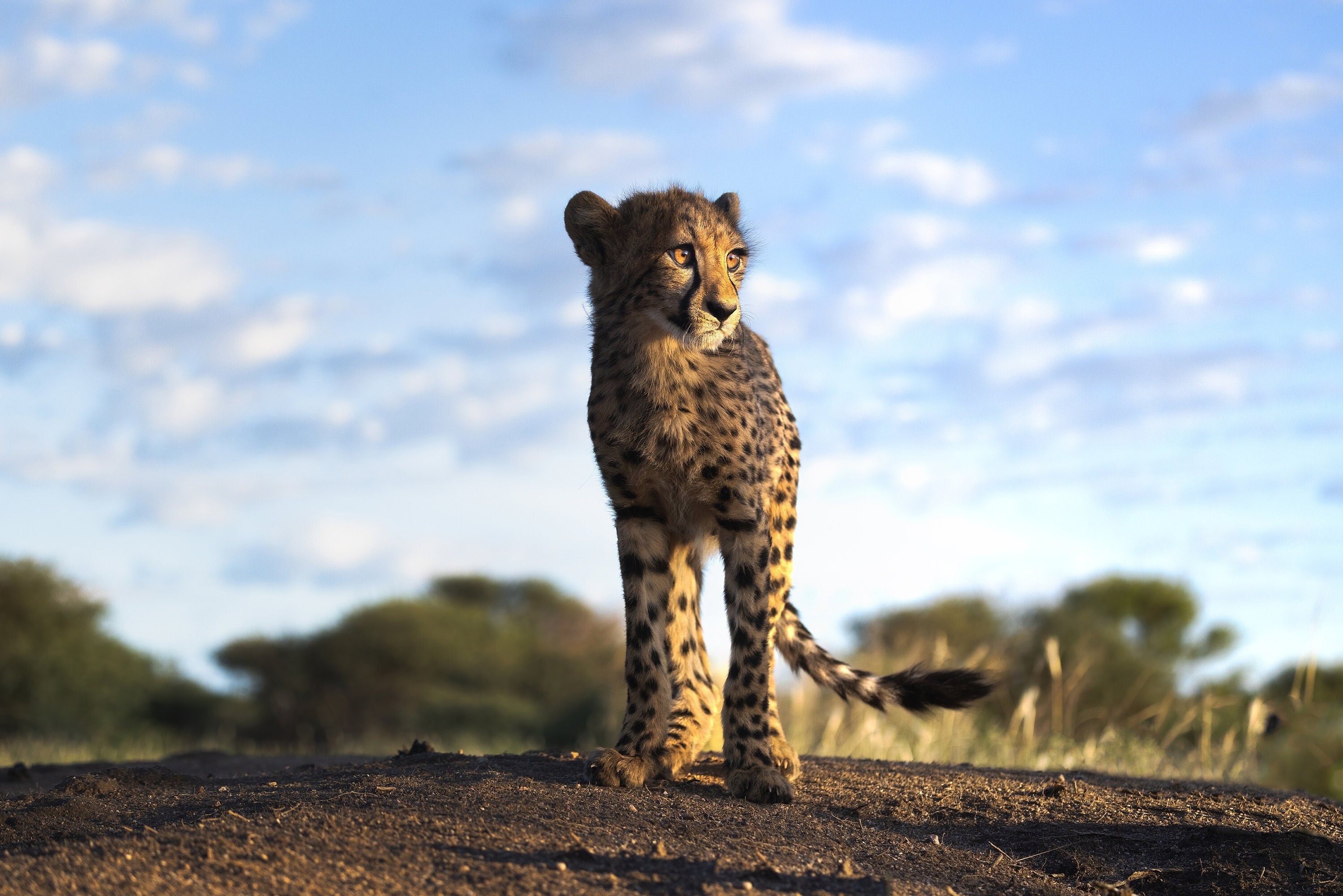 Cheetah Print Wildlife Photography Photo - Photo Paper Prints, or Ready to Hang Canvas and Metal Wall Decor