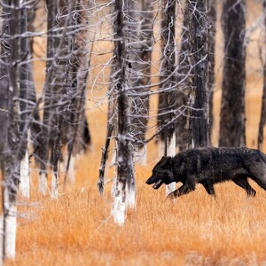 May include: A black wolf runs through a forest of burnt trees with white bark. The wolf is in the middle of the image, running to the right. The forest is in the background, with the trees all burnt and white.