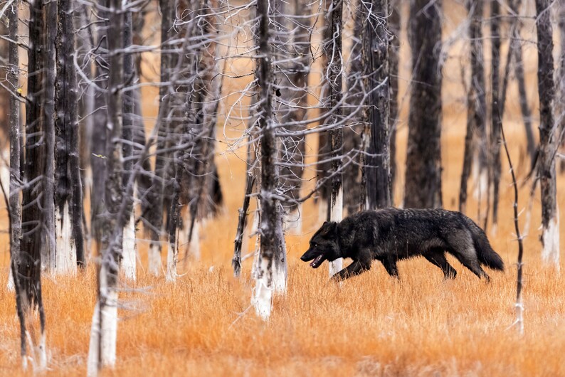 May include: A black wolf runs through a forest of burnt trees with white bark. The wolf is in the middle of the image, running to the right. The forest is in the background, with the trees all burnt and white.