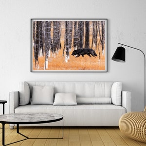 May include: A black wolf runs through a forest of bare trees with a golden brown undergrowth. The wolf is in focus, while the trees are blurred in the background. The image is framed and hanging on a white wall above a white sofa.