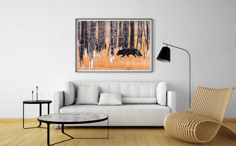 May include: A black wolf runs through a forest of bare trees with a golden brown undergrowth. The wolf is in focus, while the trees are blurred in the background. The image is framed and hanging on a white wall above a white sofa.