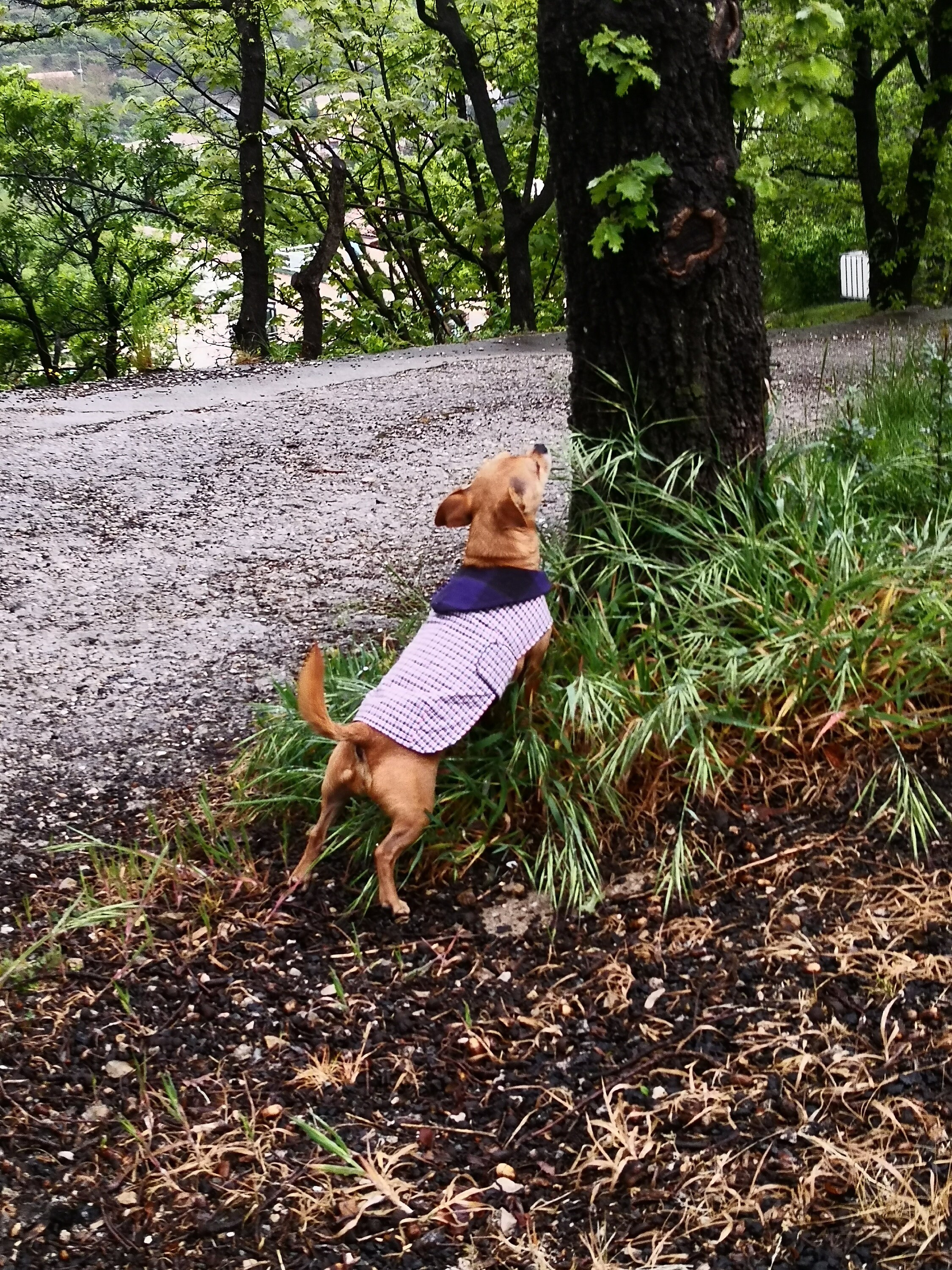 Manteau Pour Tous Types de Chiens Tissu Technique Imperméable, Doublé Flanelle Coton à Carreaux Noir