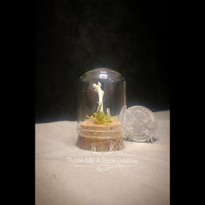 May include: A miniature terrarium featuring a small bone fragment, moss, and crystals inside a glass dome. The dome sits on a cork base. A quarter is next to the terrarium for size comparison. The text "Throw Me A Bone Oddities" is at the bottom.